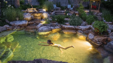 Pond