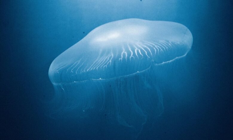 cosmic electronic music journey