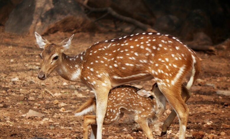 opportunity beam technology innovator